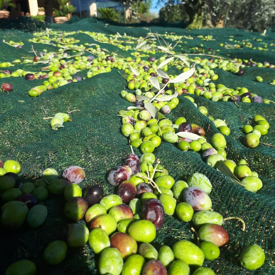 Casa Degli Ulivi Bed & Breakfast Cerveteri Luaran gambar
